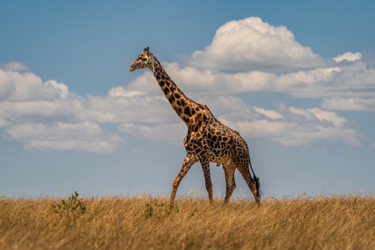 067 Masai Mara.jpg